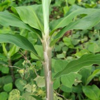 Zingiber zerumbet (L.) Roscoe ex Sm.